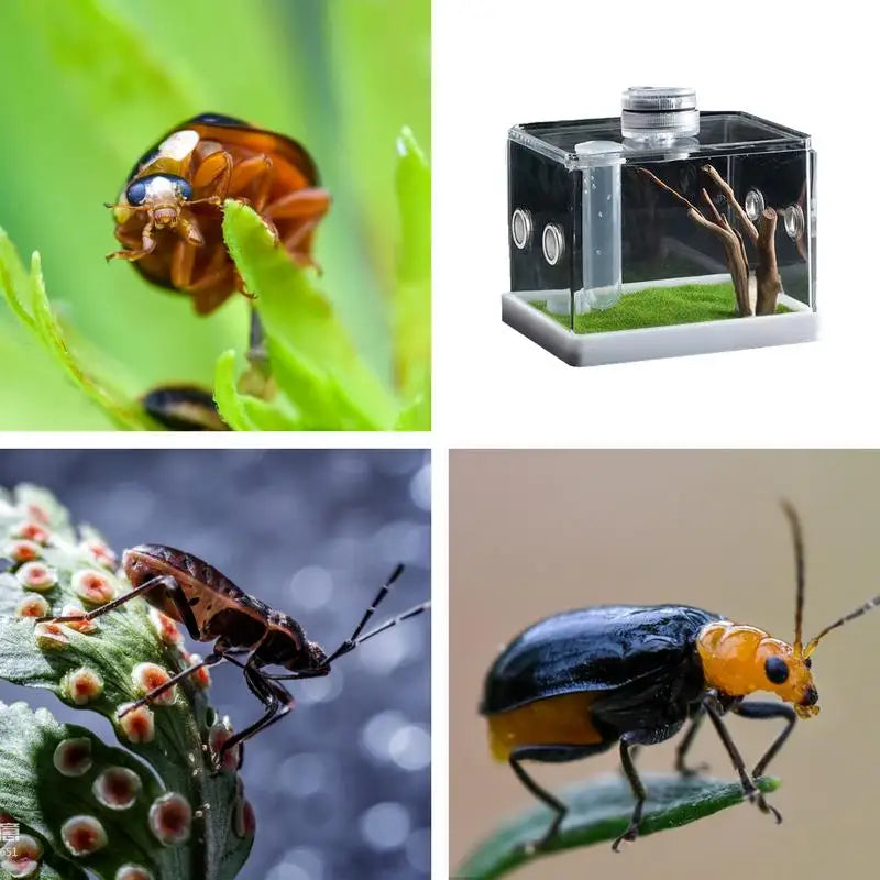 Spider Cage Reptile Hatching Box Fish Breeding Tanks Fish & Aquatic Pets Breeding Tanks Reptiles & Amphibian Supplies Enclosure