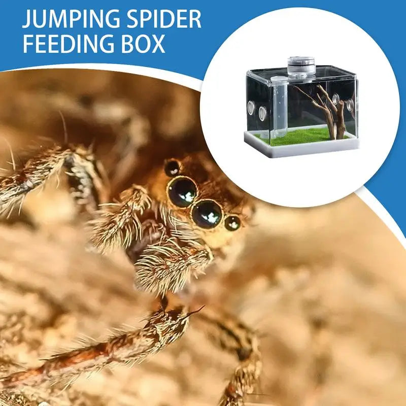 Spider Cage Reptile Hatching Box Fish Breeding Tanks Fish & Aquatic Pets Breeding Tanks Reptiles & Amphibian Supplies Enclosure
