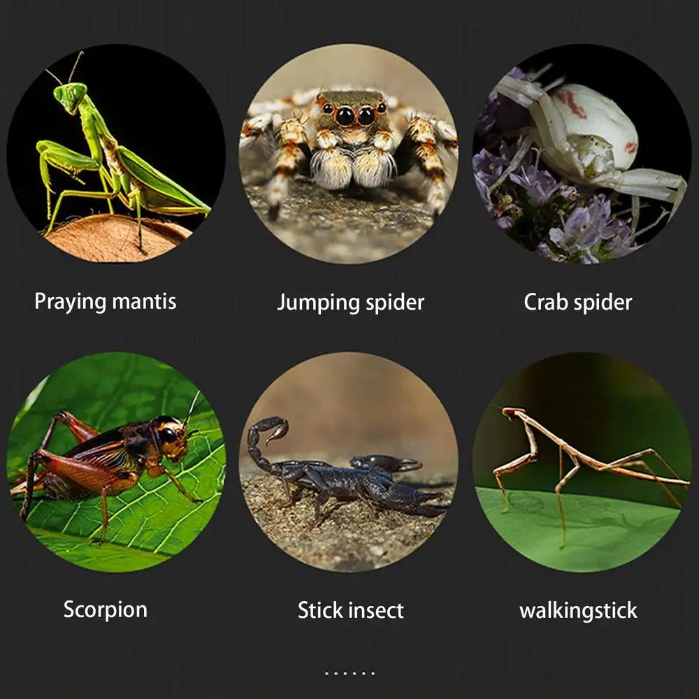 Spider Cage Reptile Hatching Box Fish Breeding Tanks Fish & Aquatic Pets Breeding Tanks Reptiles & Amphibian Supplies Enclosure