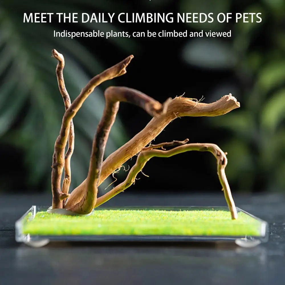 Spider Cage Reptile Hatching Box Fish Breeding Tanks Fish & Aquatic Pets Breeding Tanks Reptiles & Amphibian Supplies Enclosure